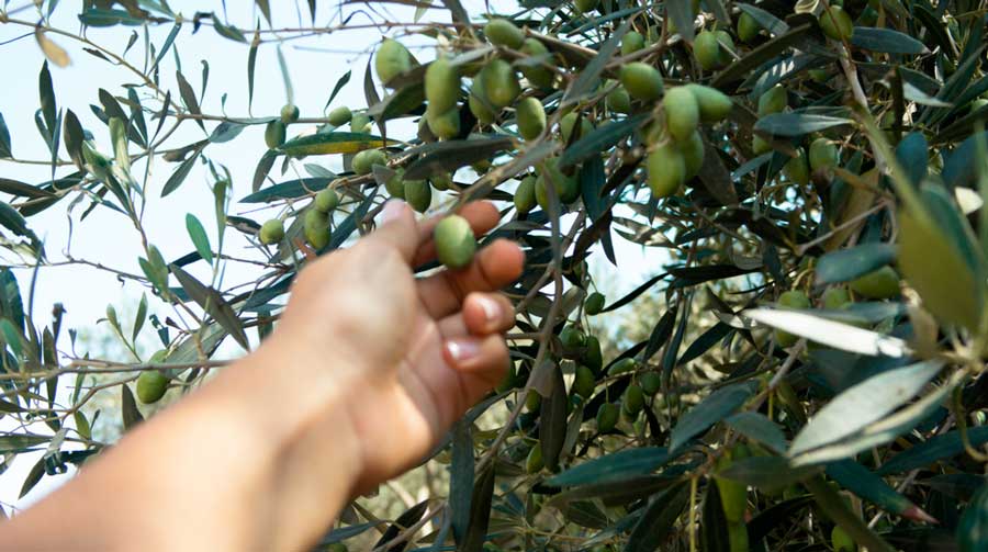 A hand picking olive from a tree