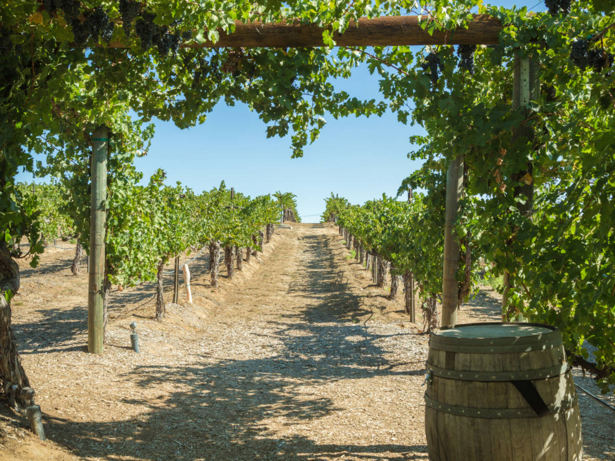 Temecula Valley vineyards with wooden barrel in front