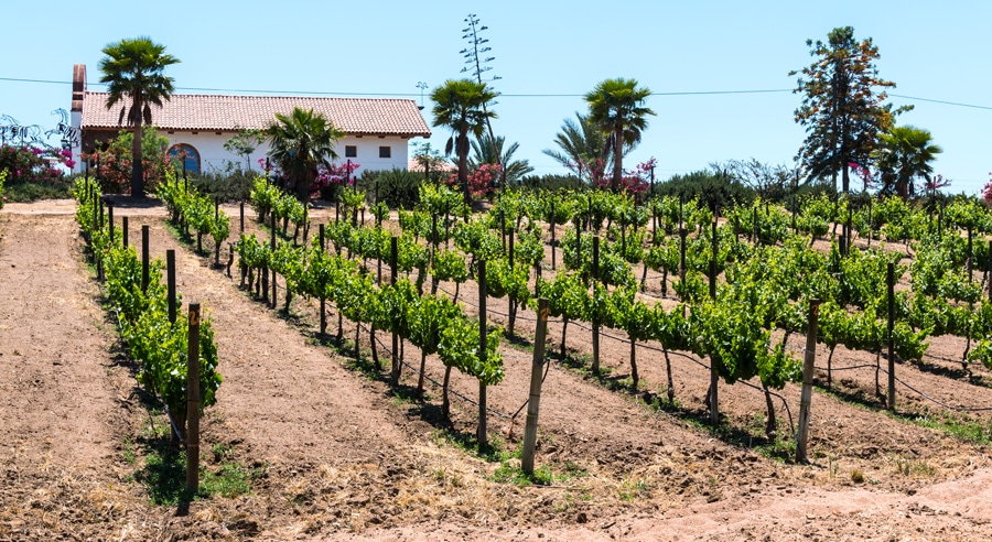 A beautiful view of the Adobe Guadalupe Winery