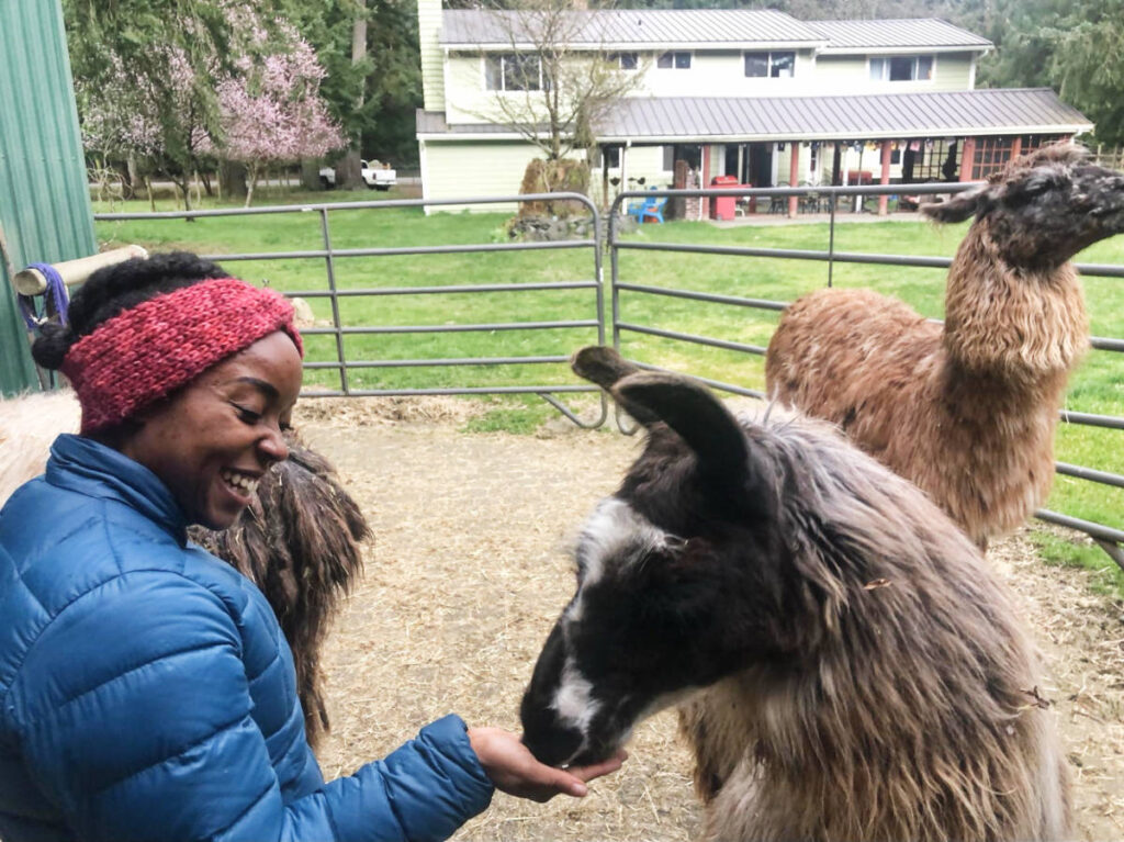 The author, Chelsea Booker feeding an alpaca at Alpaca Farm on Vashon Island