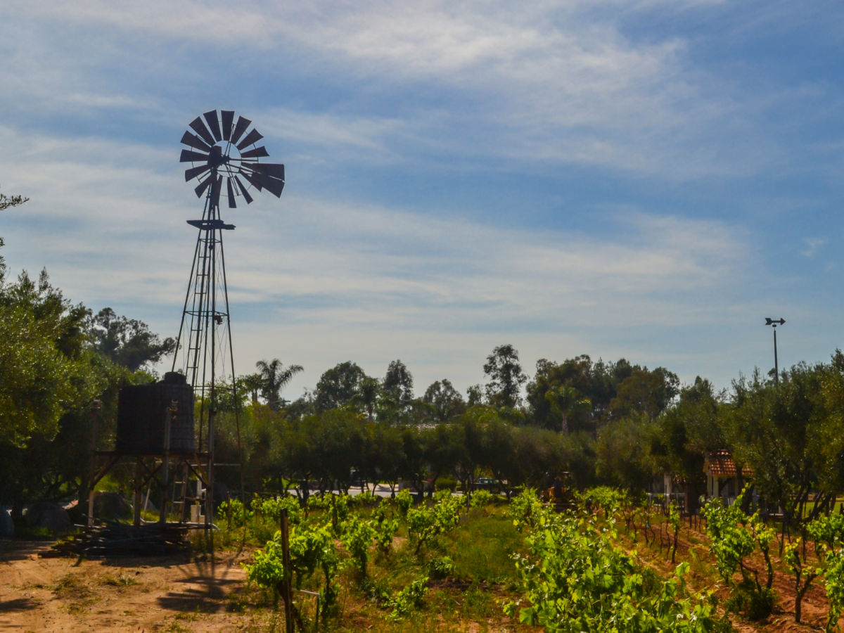 Windmill and grapevines at Bernardo Winery