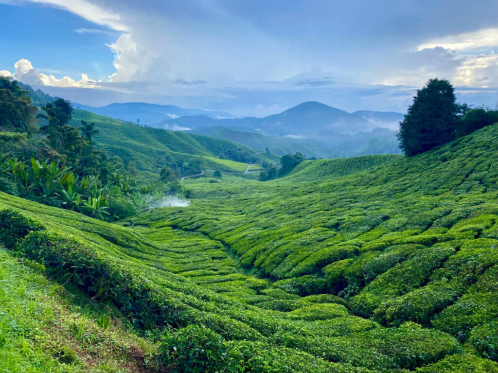 Overlooking view of the tea plantations in the Cameron Highlands