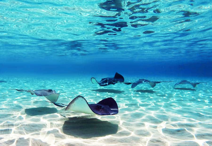 Sting rays swimming under the clear blue water in the Cayman Islands