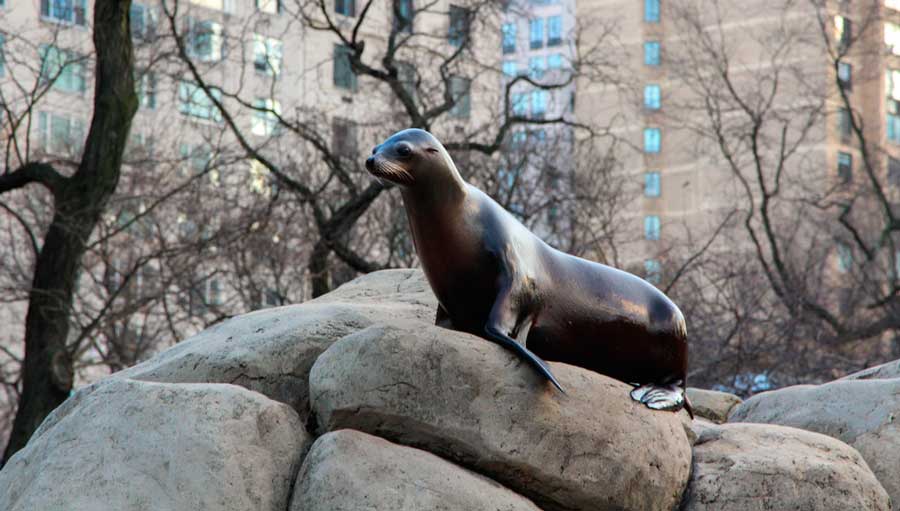 A sea lion on top of rocks in The Central Park Zoo