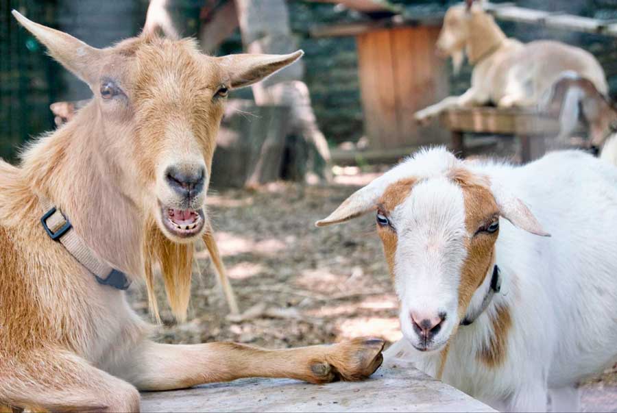Close up view of two goats at The Farm at Awbury Arboretum