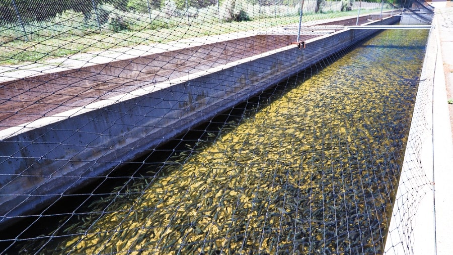 Rainbow trouts at the Durango Fish Hatchery in Durango