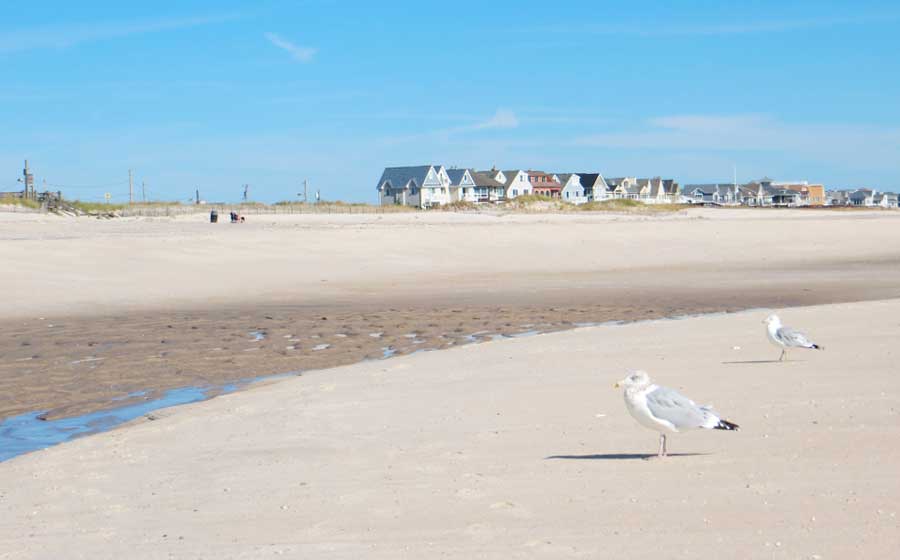 Seagulls by the beach in The Hamptons