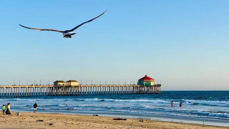 A bird flying over the Huntington Beach Pier