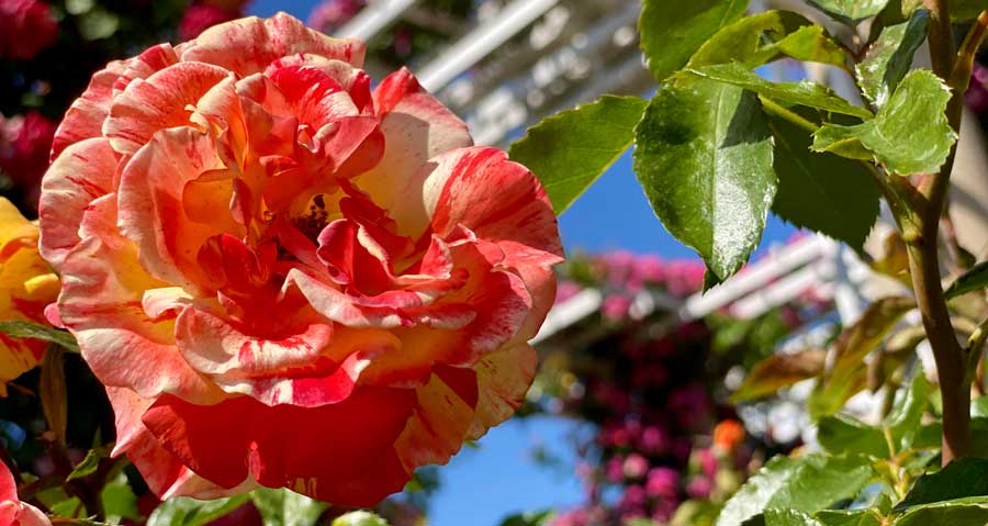 Close up view of a flower in Huntington Library, Art Museum, and Botanical Gardens