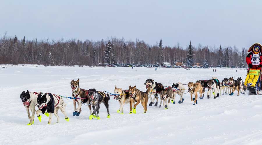 View of dogs during The Iditarod Trail Sled Dog Race