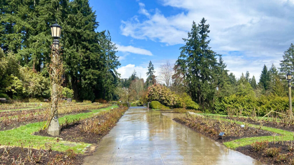 View of the wet landscape at the International Rose Garden in Washington Park