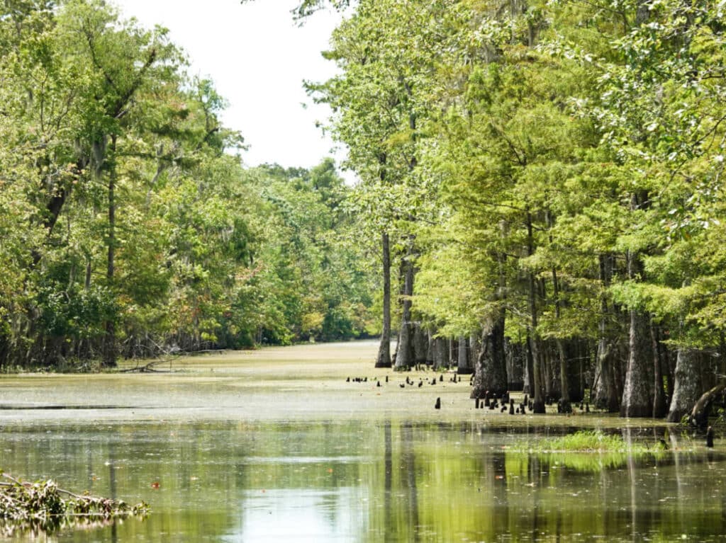 View of the Marsh River surrounded by greenery in Houma