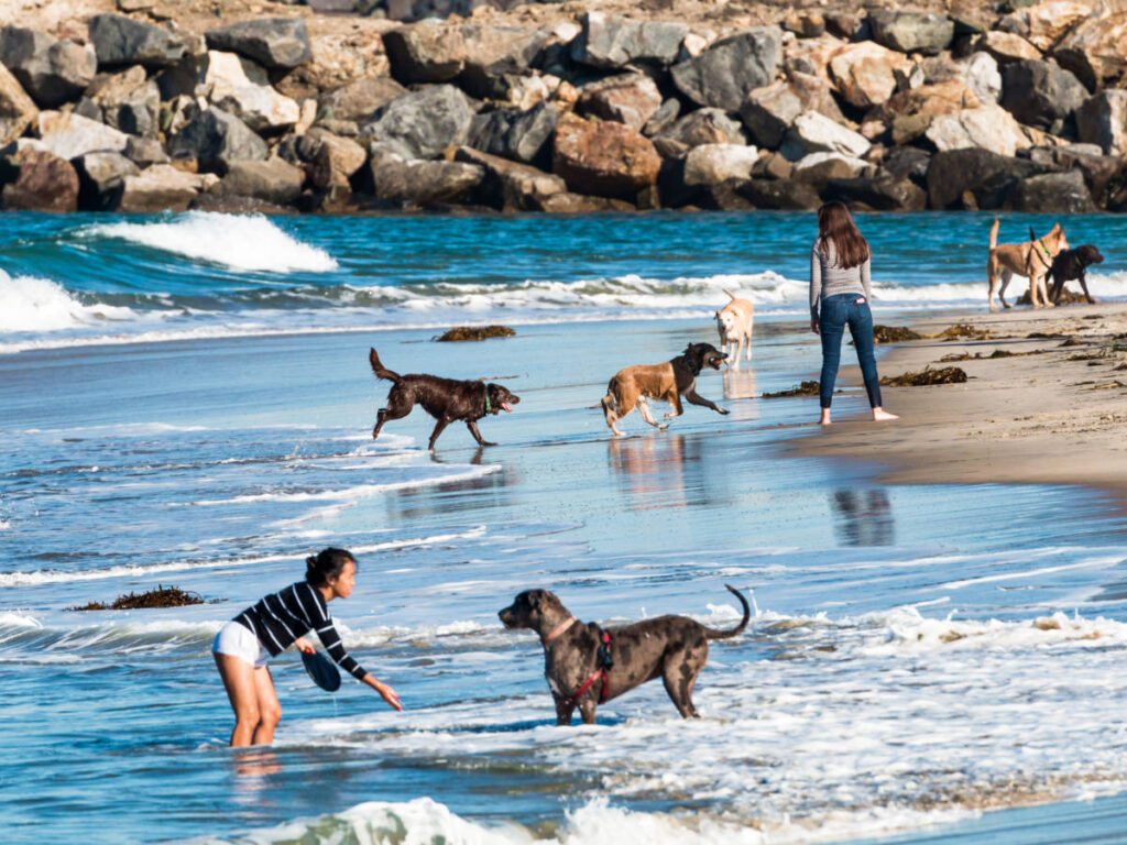 View of the people and the dogs playing at the shoreline of The OB Dog Beach