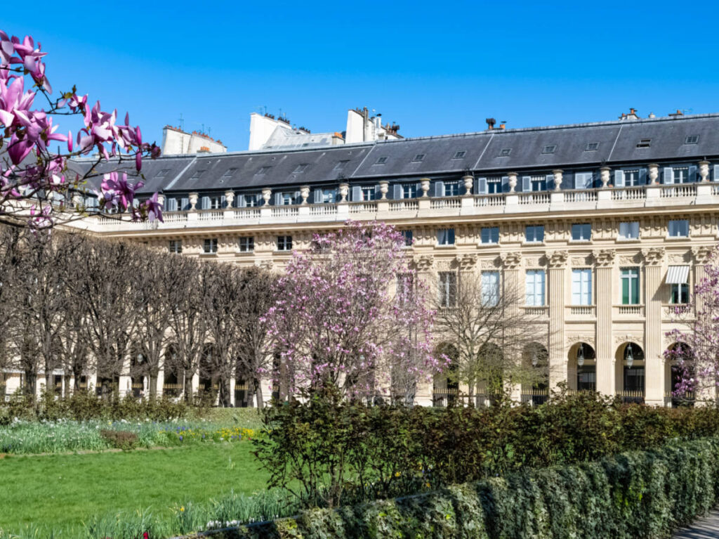 Pink magnolias in bloom in the garden of The Palais-Royal