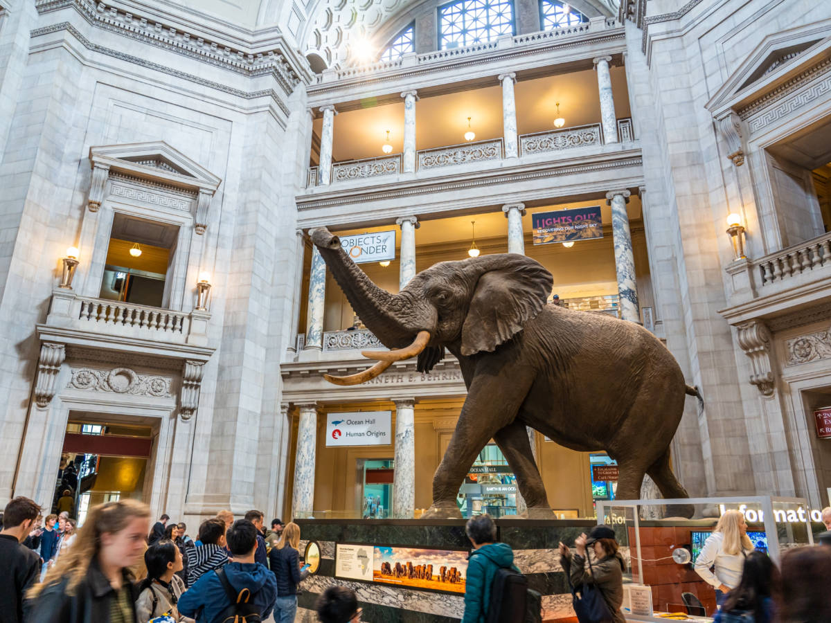 View of The African Elephant in the main hall of Smithsonian National Museum of Natural History