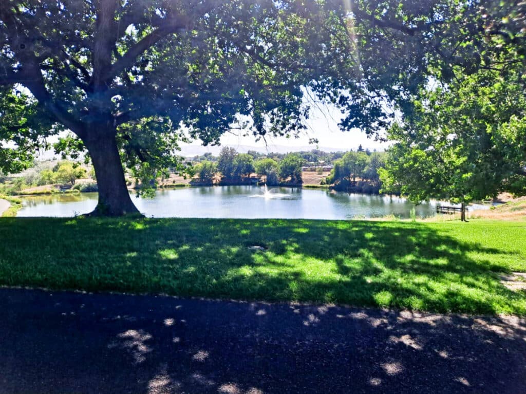 View of the huge tree and the fountain at Sarg Hubbard Park