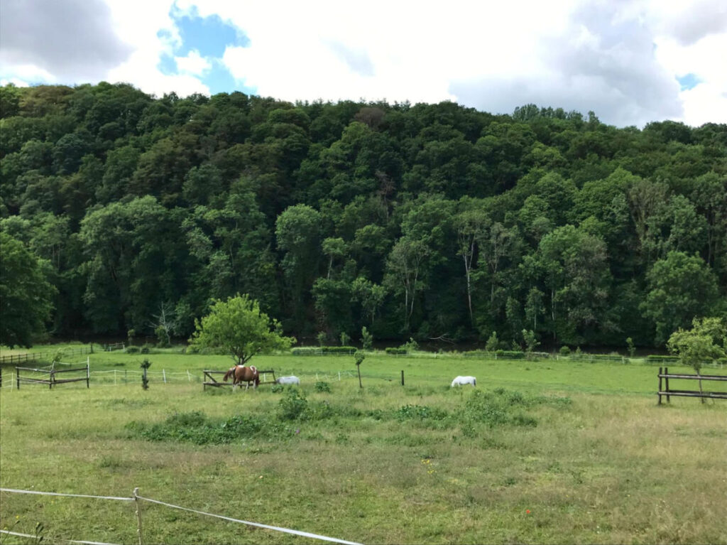 Horses in the countryside near Château de Saint Paterne