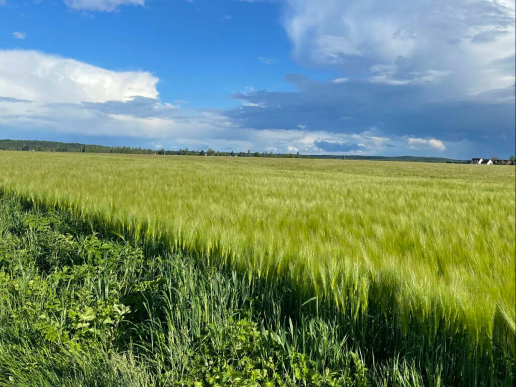 Beautiful countryside landscape at Château de Fleury with green wheat field and blue sky