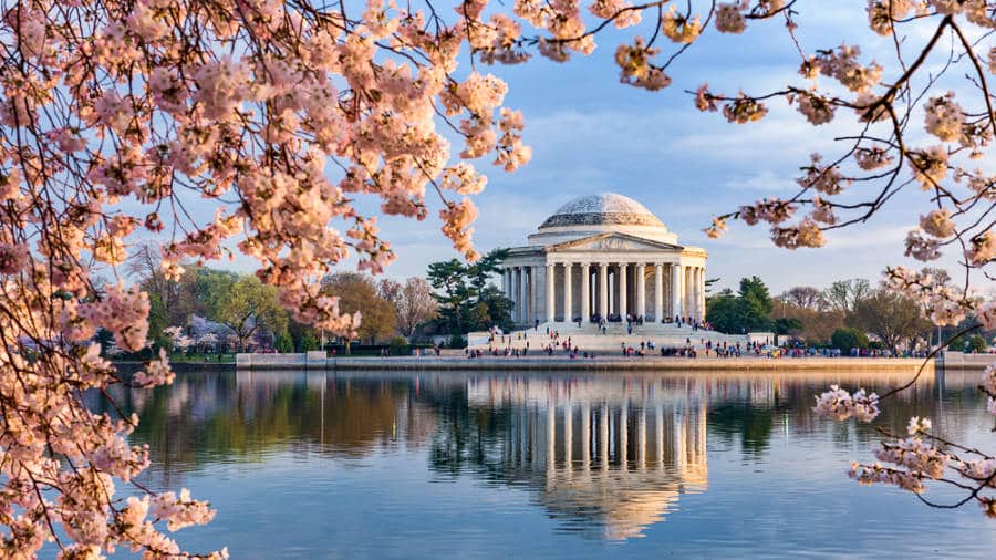 A closeup look of the Cherry Blossoms with the Thomas Jefferson Memorial reflected on the water in the background
