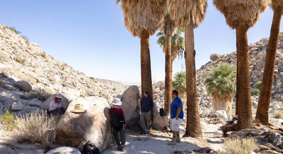 A group of people lounging in the shade of giant palm trees in the middle of Thousand Palms Oasis