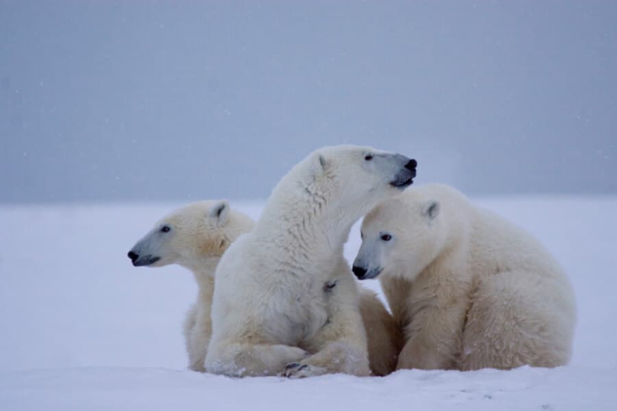 Closeup look of the three polar bears resting