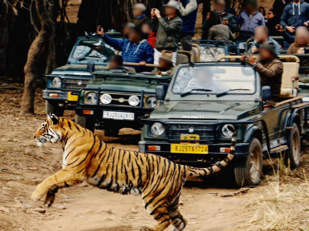 A tiger passing in front of the jeeps with group of photographers