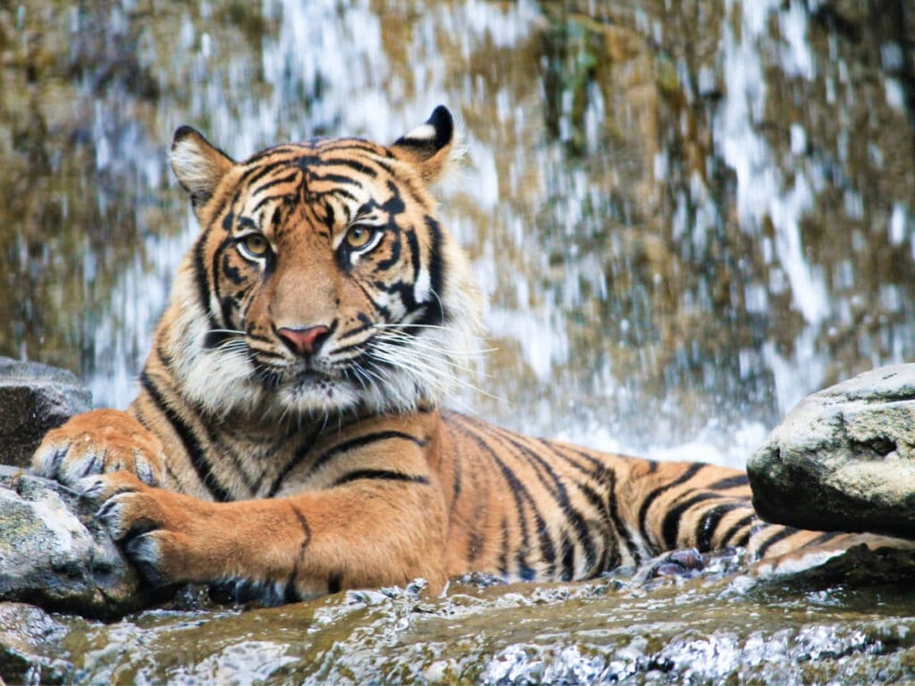 Closeup view of the tiger at the Jacksonville Zoo and Gardens