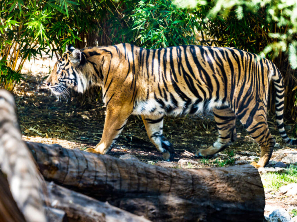 A Tiger walking at Phoenix Zoo