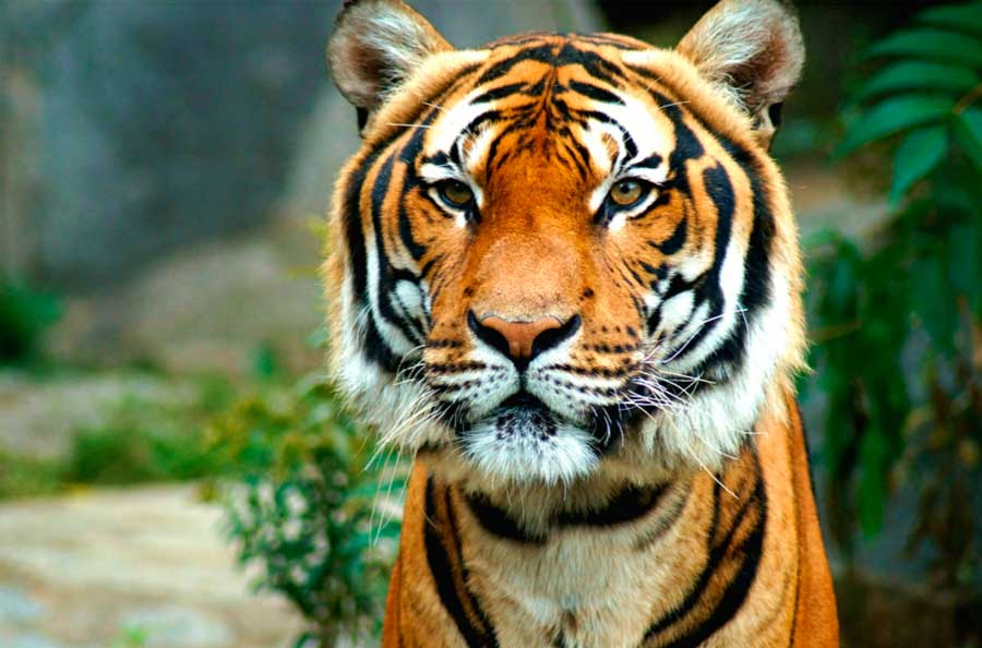 Close up view of a tiger in San Diego Zoo