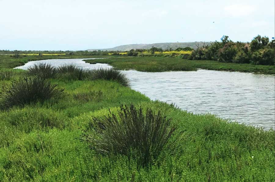 View of green grass and a flowing river in Tijuana Estuary