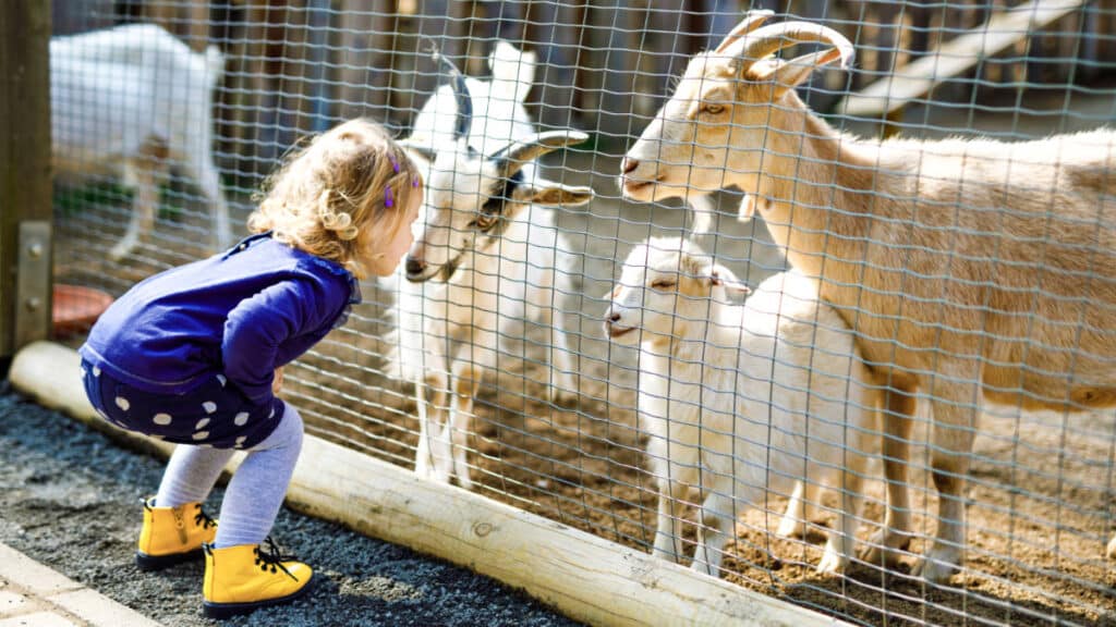 A toddler watching the goats on the fence