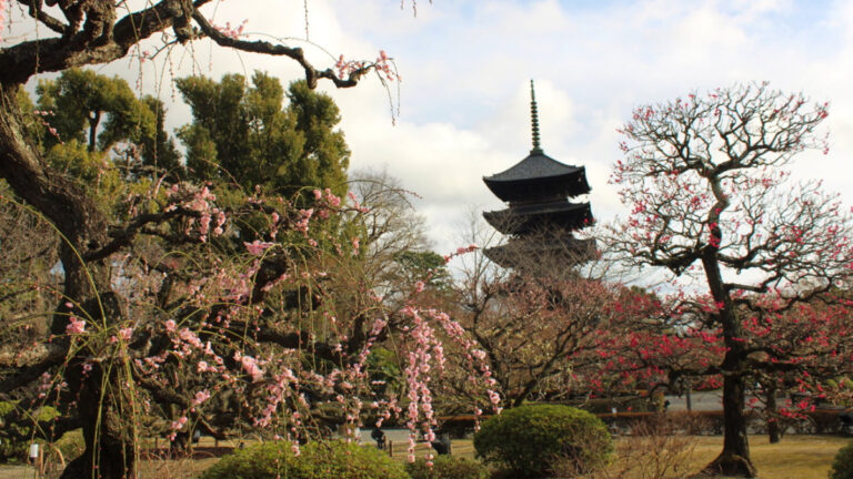 Toji Temple during plum blossom season in Kyoto