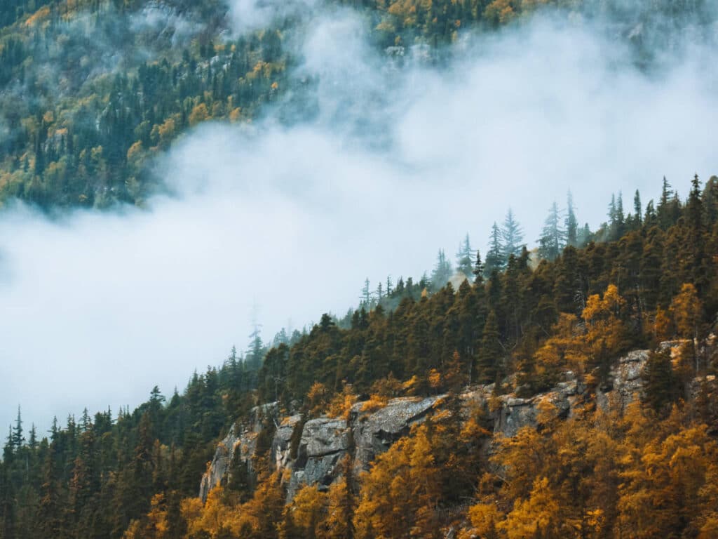 Overlooking view of trees at the Tongass National Forest