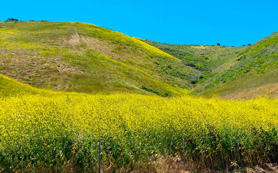 Scenic view from the hillside of Topanga