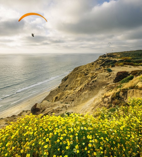 View of a paraglider and yellow flowers in Torrey Pines Gliderport