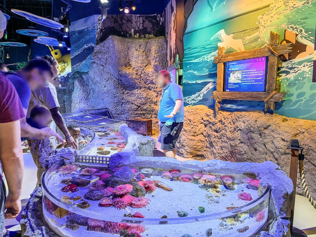 View of the people enjoying the touch tank exhibit at SEA LIFE Aquarium