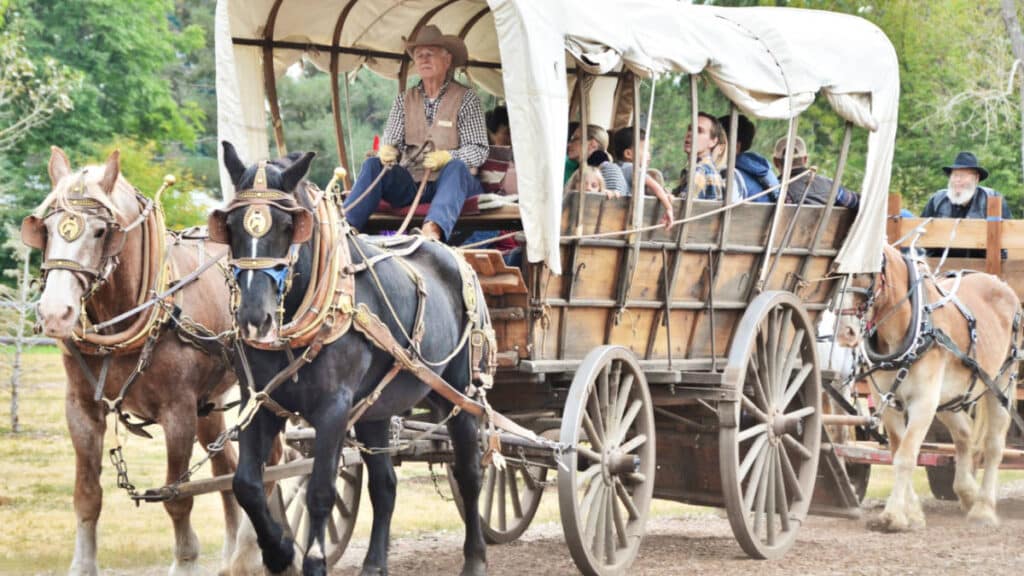 View of the tourists riding the wagon carried by the horses at Four Mile Historic Park during the Fall Festival