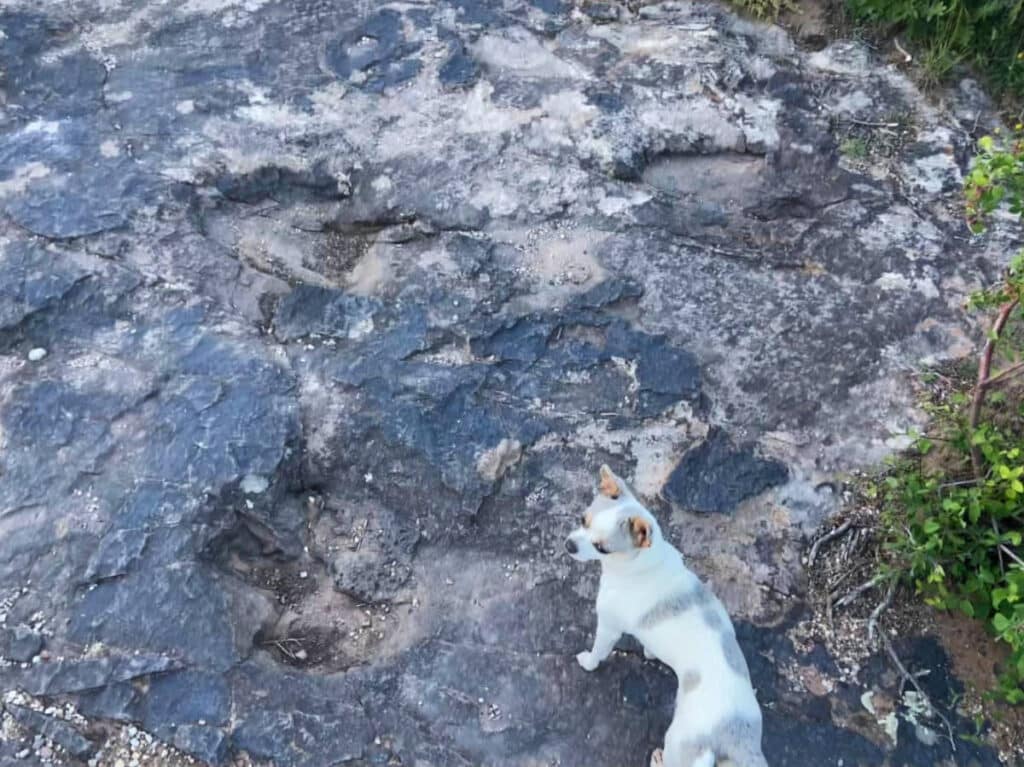 Dinosaur tracks and the author's dog at the Moab Giants Dinosaur Park