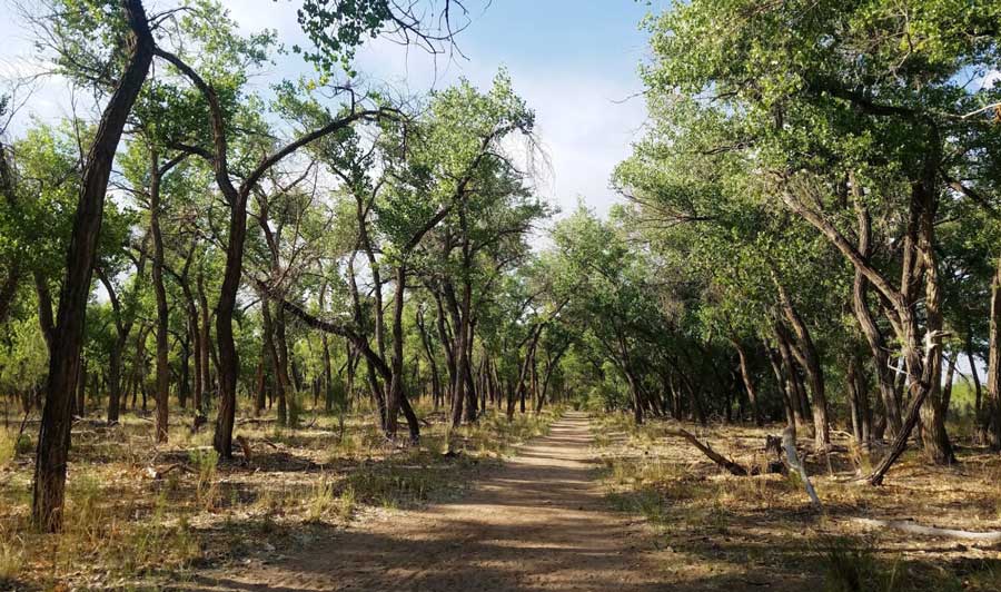 View of a trail along the Bosque