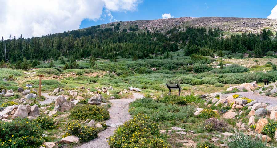 View of a trail in Mount Goliath under the clear blue sky