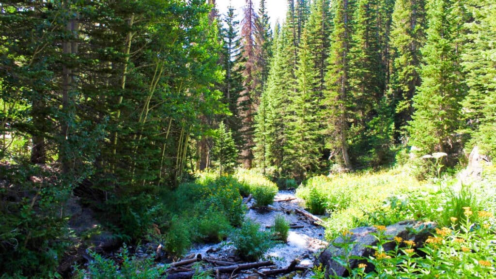 View of the trail surrounded by greenery