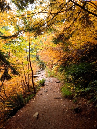 View of the fall foliage around the trail of Grove of the Patriarchs