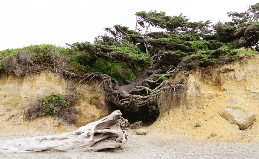 View of Tree of Life in coastline Pacific