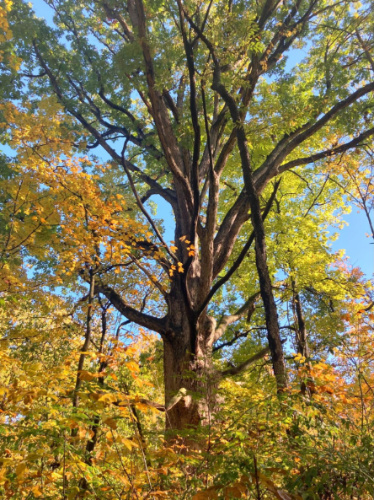 Clear blue sky over the trees in Cuyahoga Valley National Park