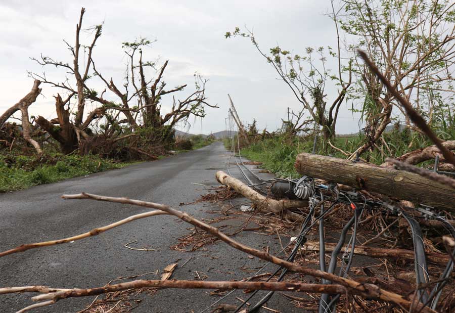 View of the trees in a road in Puerto Rico after a hurricane