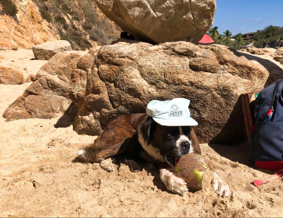 A brown dog with a hat biting a coconut in the sand of Mazunte