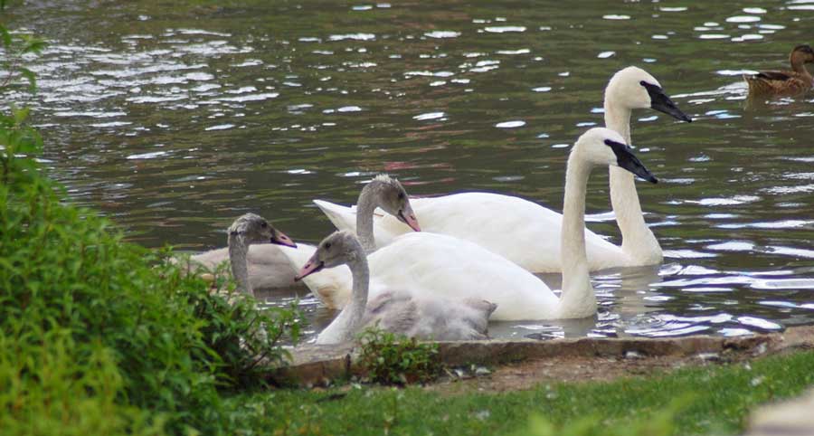 View of trumpeter swans with their offspring