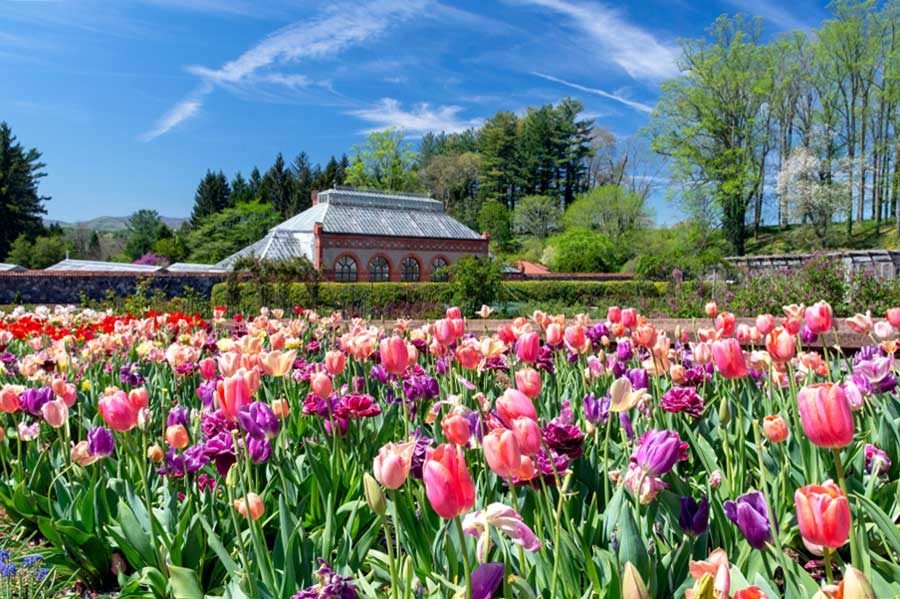 Colorful tulips on the Biltmore Estate