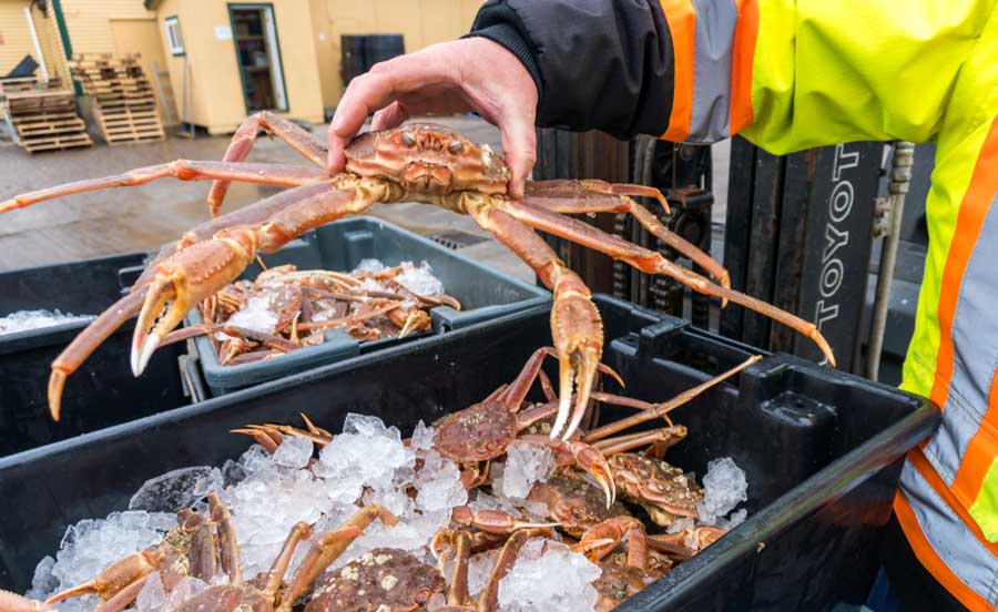 A man holding a crab and a bucket filled with ice and crabs