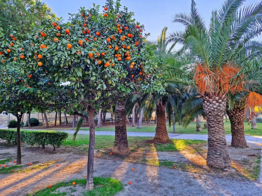 Orange trees at the Turia Gardens in Valencia